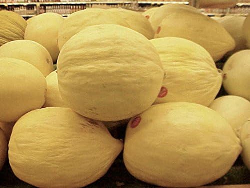 Cantaloupe Melon Crenshaw Seeds Great Heirloom Vegetable 1 Lb Seeds