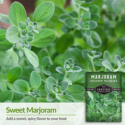 Marjoram Seeds for Planting – Sweet Marjoram Herb for Cooking & Aromatic Gardens – Non-GMO Heirloom Seed Variety for Indoor or Outdoor Growing – Survival Garden Seeds (2 Packs) - Image 3