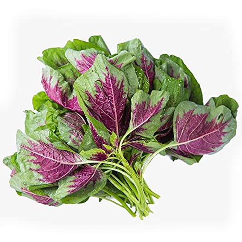 Moccurod Leaf Amaranth (Chinese Spinach) 400 Seeds Vegetable Seeds #TOP1