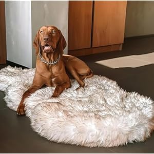 Luxury Faux Fur Orthopedic Dog Bed, Memory Foam Dog Bed​ for​ Small, Medium, Large and XL Pets, Fluffy Pet Bed with Waterproof ​and ​Washable Cover (White, Large/Extra Large (50×30)