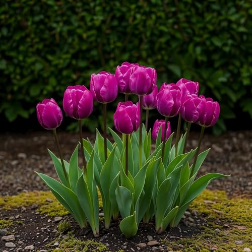 GreenboutiQ - Blumenzwiebeln - Tulpenzwiebeln Triumph Purple - Bulbs Hardy Perennial - Farbe Lila - 15 Stück - Zwiebelgröße 11/12 - XXL Pack