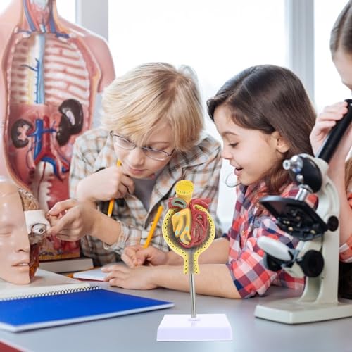 Modèle de glomérule rénal CHILDWEET avec base pour cours d'anatomie - 5