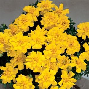 Hazzard's Greenhouse Marigold