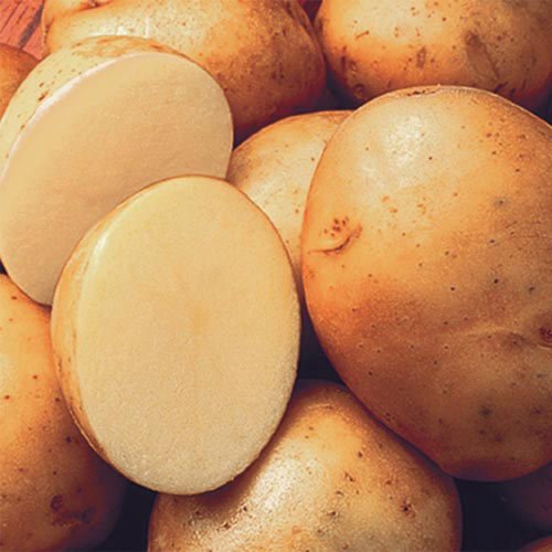 Organic Yukon Gold Potato Buy Online In Japan At Desertcart 28300453