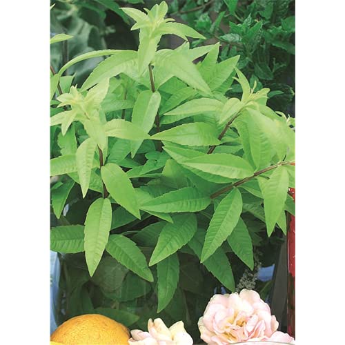 Zitronenverbene 'Freshman', Aloysia triphylla, Kräuterpflanze - Kräuterpflanze, im Topf 11 cm, in...