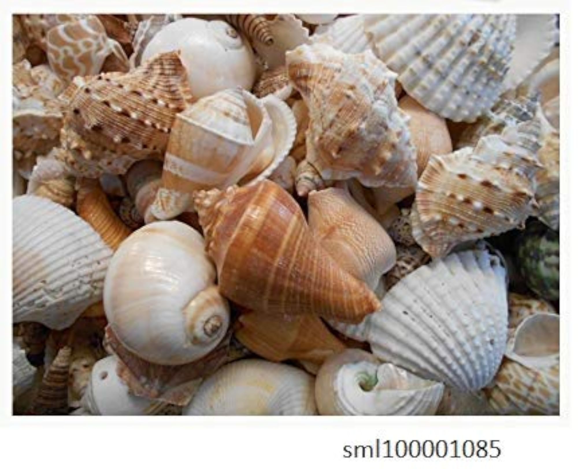 Natural Mix Sea Shells for Aquarium and Decor