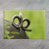  Kühlschrank-Magnet Schwäbisch-Hällisches Landschwein