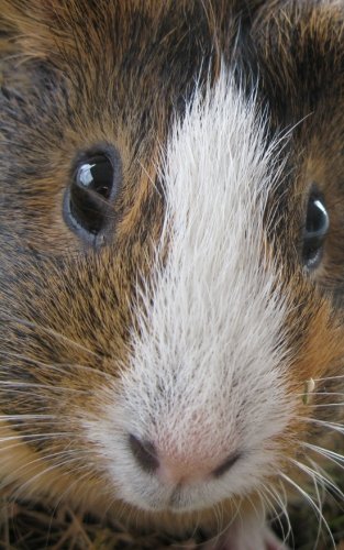 Guinea Pig In Your Face: Cute Journal 120 Page, 5x8, Lined Blank Book With a Cute Cavy