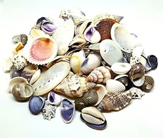 100g Small Sea Shells, Beach Mixed SeaShells, Shells for Craft and Display