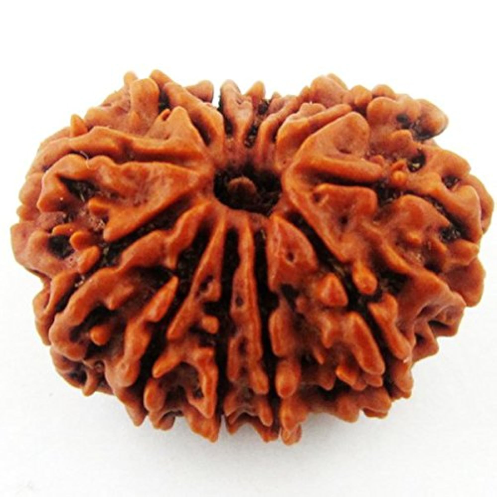Twelve Mukhi Rudraksha Bead, Brown, Round