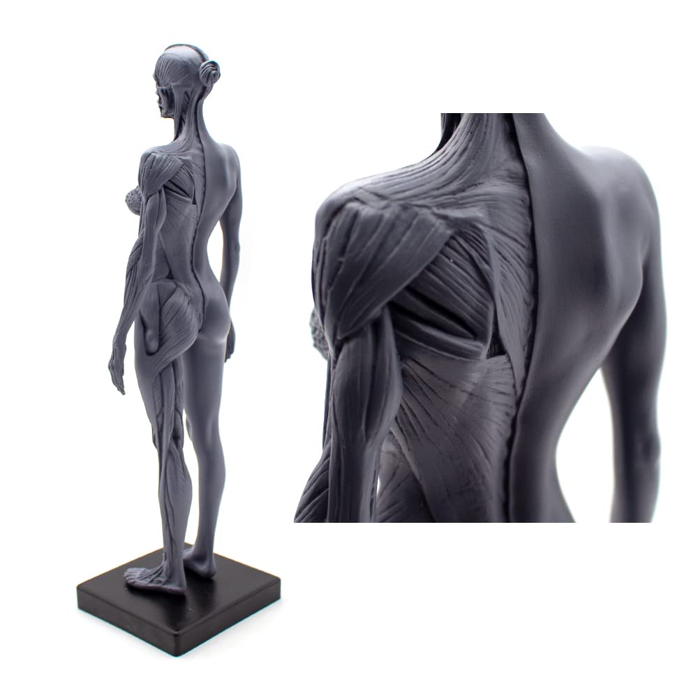 Model ludzkiej budowy, anatomia układu ruchowego, rzeźba z czaszką, model ciała głowy, model układu ruchu 1:6, odpowiedni dla malarzy, rzeźbiarzy (mężczyzn i kobiet)