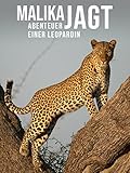  Malika jagt - Abenteuer einer Leopardin
