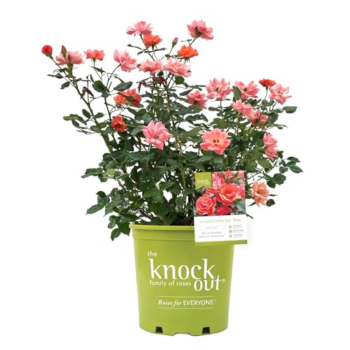 1 Gallon Coral Knock Rose Shrub