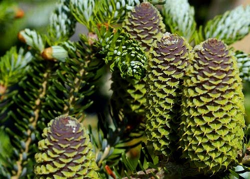 Silverlock Korean Fir -Like A Flocked Christmas Tree Live Plant #TOP7