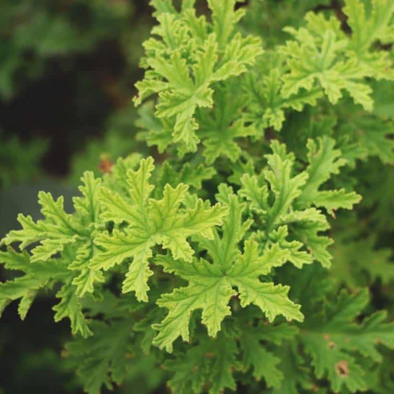 2 Citronella Plants. Large Citronella Plants, 4 to 6 Inch Live Citronella Plants Live for Garden, Citronella Live Starter Plant, Live Citronella Plant Bare Root for Outdoor Indoor Garden