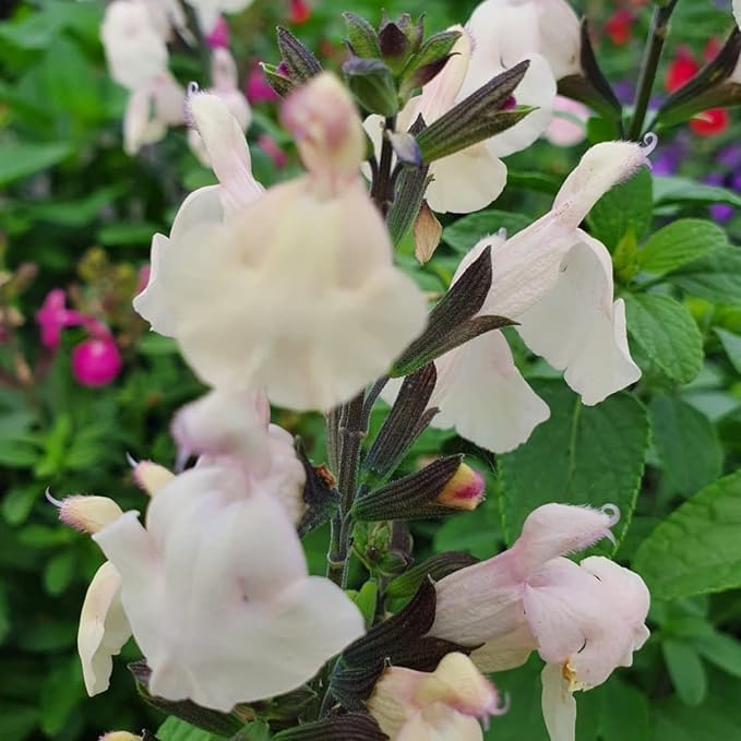 Salvia greggii 'Cool Cream’- Salvia Plant That is Ready to Plant Out- Comes Back Every Year (Hardy) - Flowers from Summer to Autumn- Loved by Bees (Middleton Nurseries) (P9(9cm Pot))