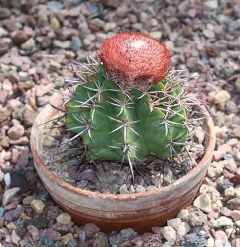 Generic Bareroot | Melocactus curvispinus caesius | Turk's Cap |
