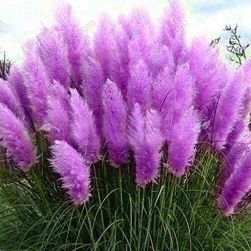 Rjqutel Pampass Grass Seeds Cortaderia Selloana Perennial Flowering Ornamental Grasses 200 Seeds (Purple) #TOP16