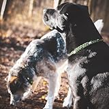 Ganzoo EM Keramik Hunde-Halsband aus Paracord 550, Zierhalsband mit EM Tubes/EM Pipes und Zier-Perlen, atmungsaktiv, wasserfest, verstellbar mit Kordelstopper, Größe S 33-42 cm, Diamant Schlange