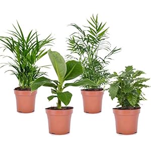 Plant in a Box – Trendy Kamerplanten Mix – Mix van 4 planten Bananenplant, Dwergpalm, Areca, Koffieplant- Hoogte 25-40cm…