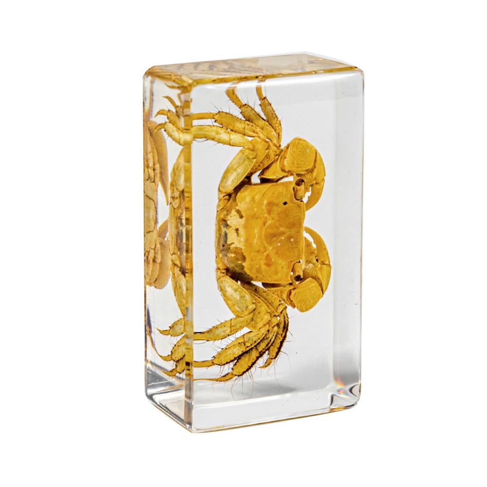 KSVMOAG Real Resin Specimen, Real crab Artificial Amber,Perfect for Preschool,Crab Collection Paperweights for Classroom Science Taxidermy, and Home Displays