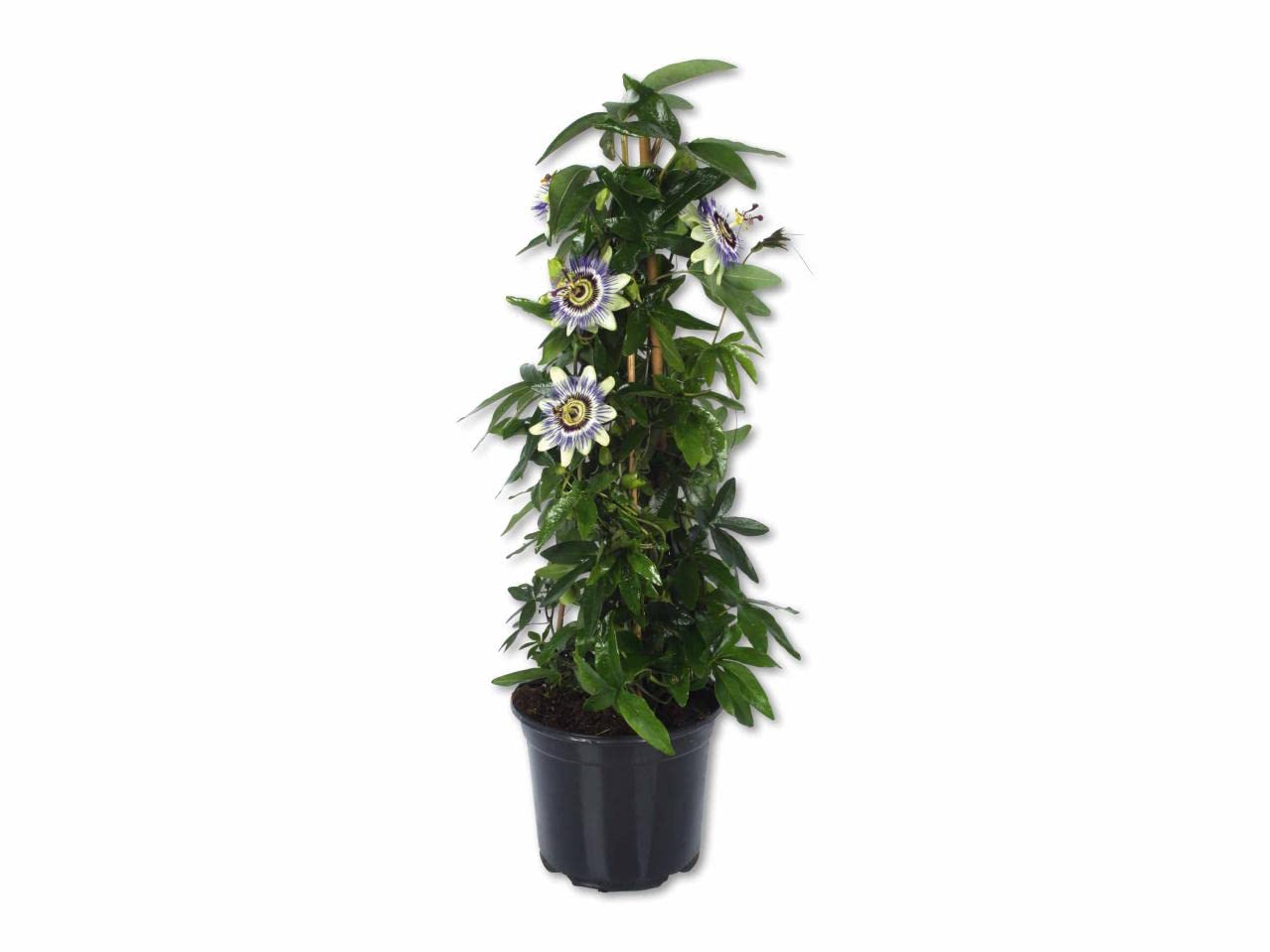 DECOALIVE Planta de Pasiflora Viva Planta Trepadora Passiflora Caerulea