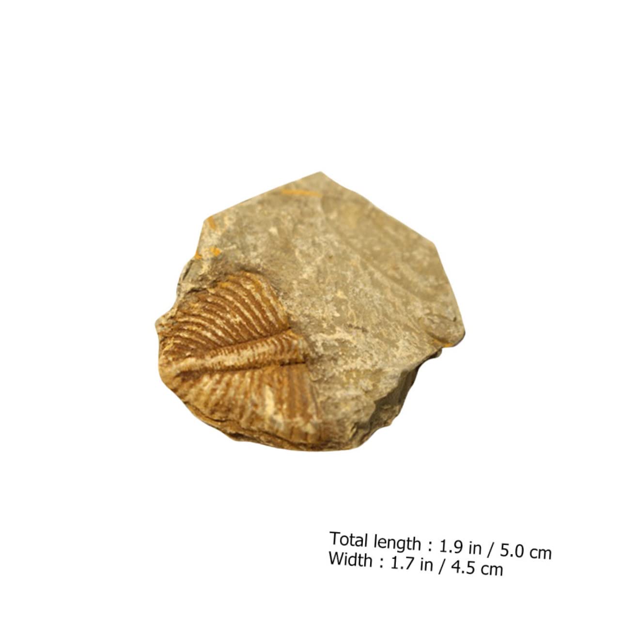 TOPPERFUN Real Trilobite Ornament Set 3pcs Trilobite Tail Specimens Home Decor for Boys and Girls