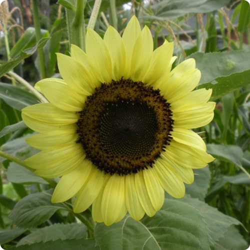 Lemon Queen Sunflower Seeds