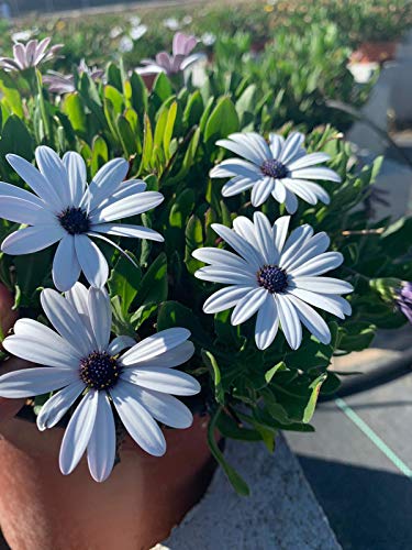 Dimorphoteca - Planta viva - Planta Natural- Pack 6 PLANTAS 13 cm ø - Vipar Garden 6 Cover