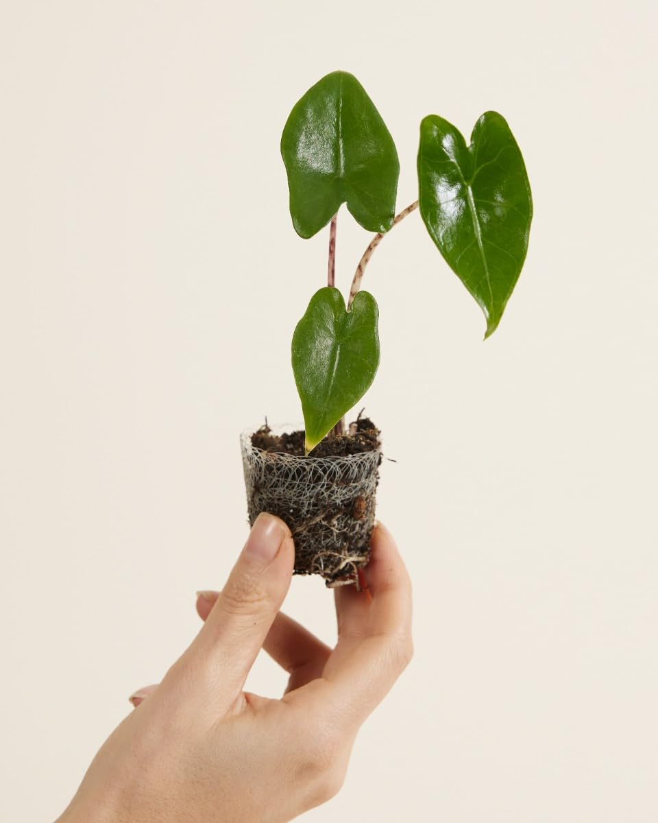PLNTS - Baby Alocasia Zebrina (Pfeilbltter) - Zimmerpflanzen, Pflanzen  Echt, Nachhaltige Verpackung - 4cm Stecklinge - Hhe 20cm - Direkt von der  Grtnerei : Amazon.de: Garten
