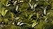 Gamers Grass Banana Tree
