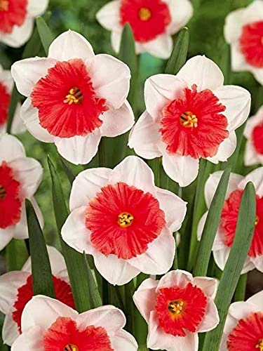 Siddhi Vinayak Gallery® Imported Variety Daffodil Double Flower bulbs Hybrid mix color For Home Gardening pack of 2 flower bulbs (B09817C44P) Amazon Price History, Amazon Price Tracker