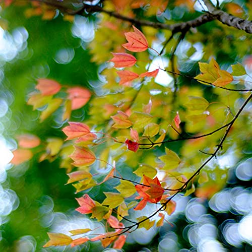 Lente 50mm F1.1 para cámaras M de enfoque manual - Fernando Cortés