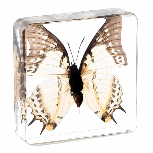 Image of Taxidermy Butterfly, Real Insect Butterfly Specimens in Resin Preserved, Clear for Closer-Look & Study, Science Educational Classroom Specimen, Decor Ornament, Amazing Gift (C, 3.0x3.0x0.8-inch)