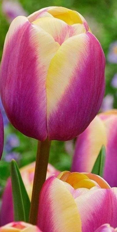 Tulip Flower Bulb For All Season Pot And Home Garden | Dark Brown Flower Bulbs For Indoor/Outdoor Home Gardening Pack Of 1 Bulb.
