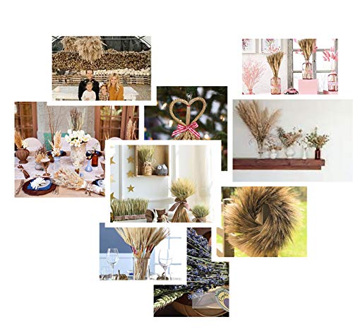 100 unidades de flores secas naturales de trigo para decoración miniatura 7