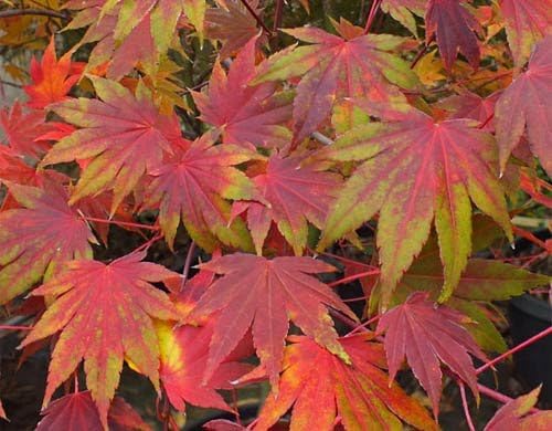 Miniatura 2 de Garden Glory Luna Llena Arce Japonés Árbol de 3 años