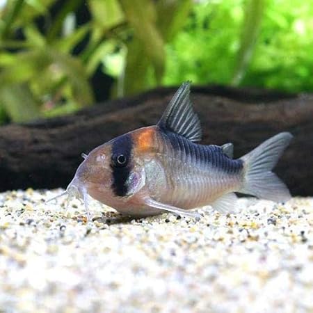 Amazon 熱帯魚 コリドラス ソダリス ワイルド ３匹 北海道 九州 沖縄航空便要保温 Charm チャーム 観賞魚 水中生物 通販