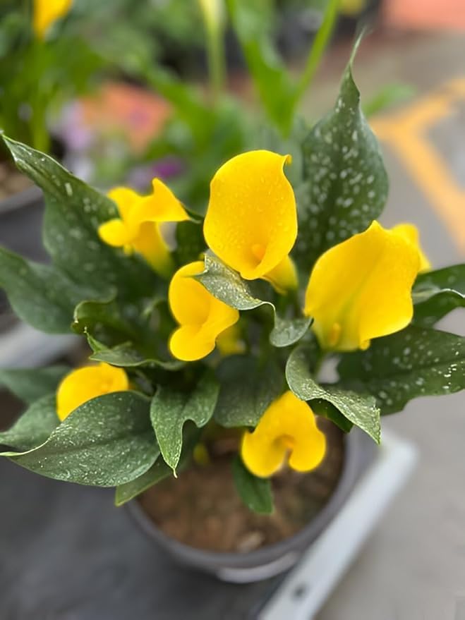 Image of live plants (PEACE LILY)