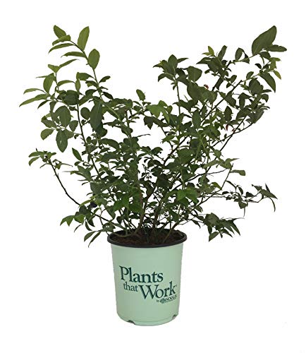 Premier Plant Solutions 18666 High Bush Blueberry (Vaccinium) Bluecrop, 1 Gallon
