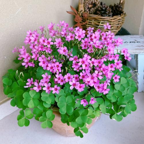24 Pack Iron Cross Shamrock Plant Bulbs Live Oxalis Bulbs for Indoor Outdoor Gardens Year-Round Perennial Lucky Shamrock Plants Live in Pots Home Decor