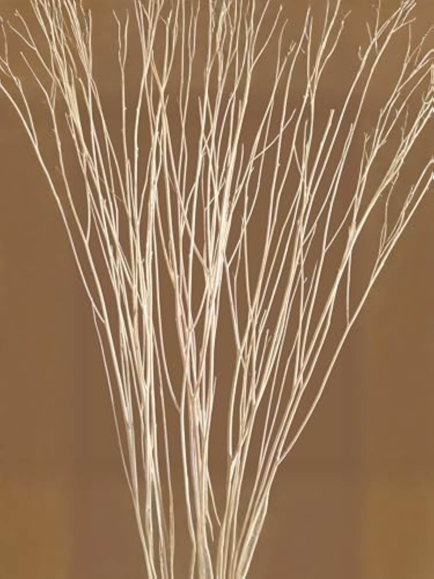 70cm Long Real Dried White Curly Willow Branches for Decor