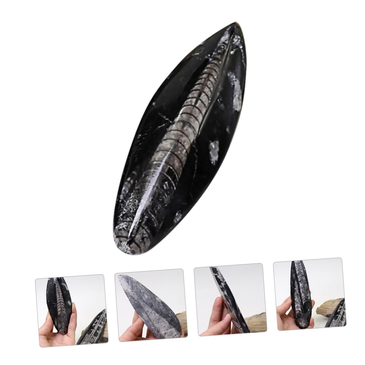Baluue Campione Di Fossile Orthoceras Naturale Decorazione Da Tavolo Per Materiale Didattico Scientifico Paleontologia Per Studenti e Collezionisti