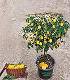 Dwarf Lemon Fruit Tree Eureka Variety Bonsai Lemon Tree grafted