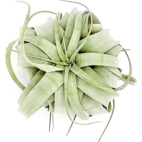 ragnaroc Air Plants - Tillandsia Xerographica, Large 5-7” - 1ct - Live Arrival Gauranteed - House Plants for Home Decor & Gift Cover
