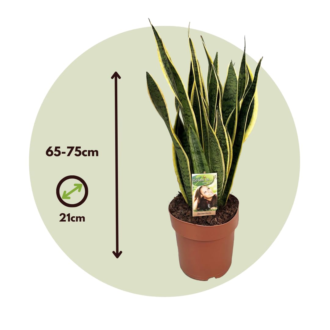 Plant in a Box - Sansevieria Laurentii - Maceta 21cm - Altura 65-75cm