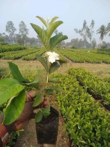 Image of LEAF JIBON, Sweet Taiwan Pink Guava Plant Pink Amrud (Air Layering /Grafted) Live Plant Hybrid All Seasons 1.2 /2 Ft Height Pack Of-1 Healthy Fruit Plant