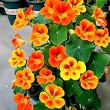 Nasturtium Seeds for Planting 100pcs– Vibrant Trailing Flowers – Perfect for Hanging Baskets & Garden Borders