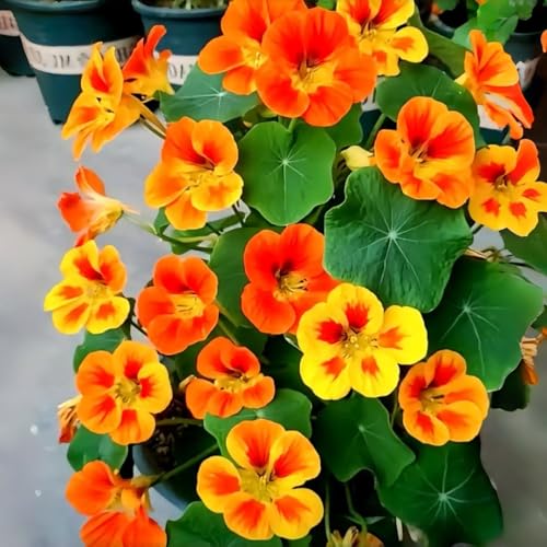 Nasturtium Seeds in vibrant colors