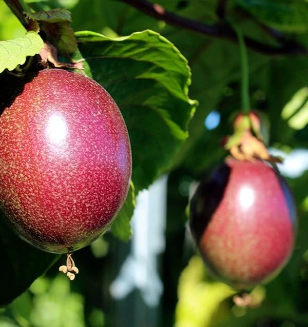 Fruta de la Pasión o Maracuyás, caja de 2kg, Fruta fresca entera, producción local y sostenible en Castellón (España),Del agricultor a casa, comprar maracuyá fresca, recolección bajo pedido